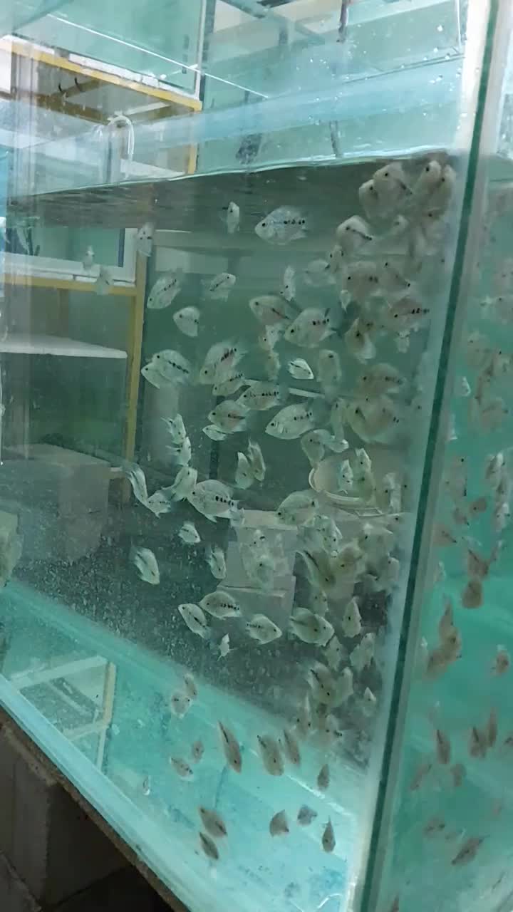 ماهی فلاور|ماهی|کرمانشاه, |دیوار