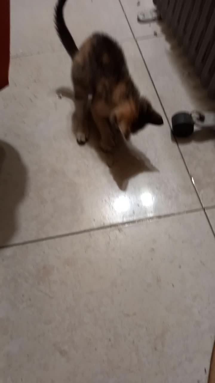 گربه واگذاری مجانی|گربه|رشت, گلزاران|دیوار