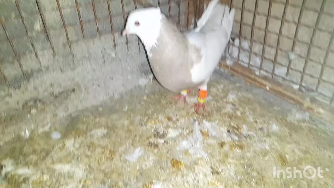 فروش ماده کارتونی|پرنده|لامرد, |دیوار