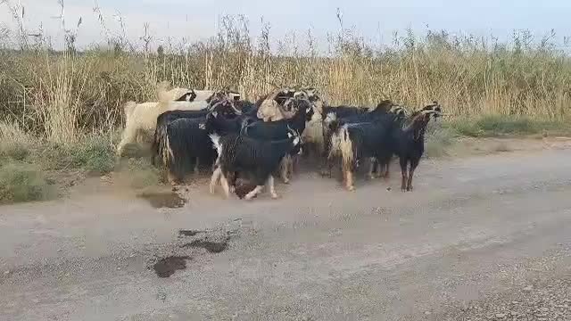 فروش بز غاله چاق وخوشگل|حیوانات مزرعه|جوادآباد, |دیوار