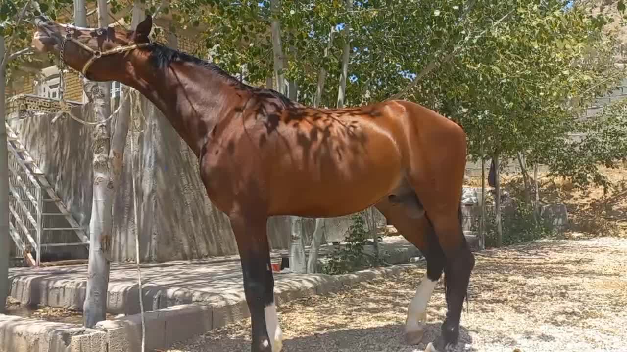 نریان|اسب و تجهیزات اسب‌سواری|شیراز, درکی|دیوار