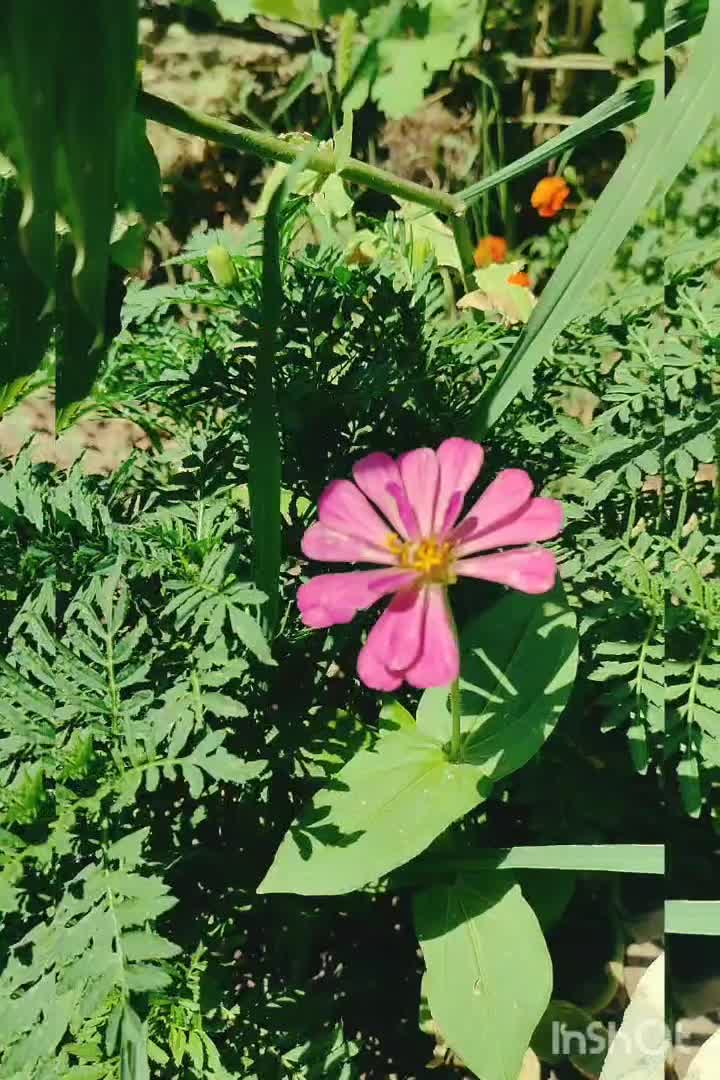 باغ ویلا 2000 متری استخردار سنندج|اجارهٔ کوتاهمدت ویلا و باغ|سنندج, |دیوار