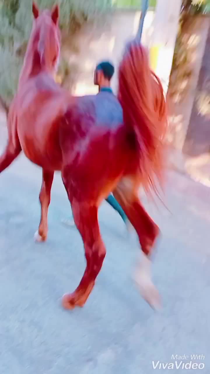 اسب نریان ۳سال روزگاری|اسب و تجهیزات اسب‌سواری|ری, بی‌بی شهر بانو|دیوار