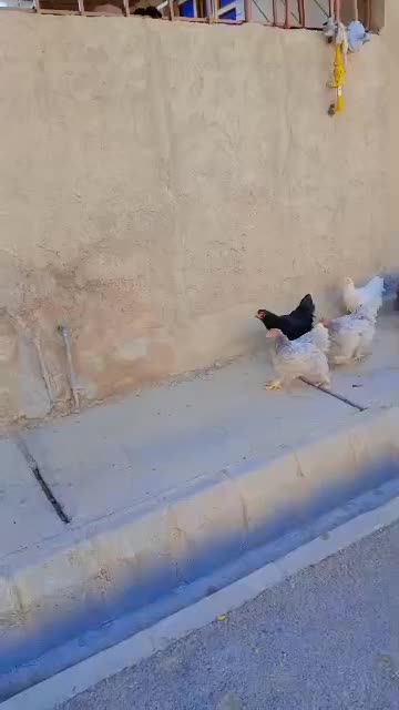 فروش تخم نطفه دار|حیوانات مزرعه|بهبهان, |دیوار