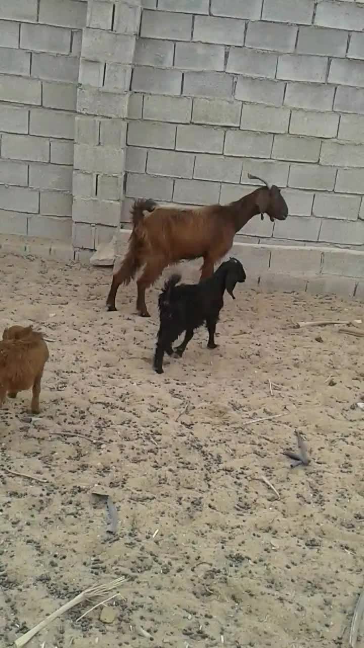 بزابستن با دوکهره ماده|حیوانات مزرعه|برازجان, |دیوار