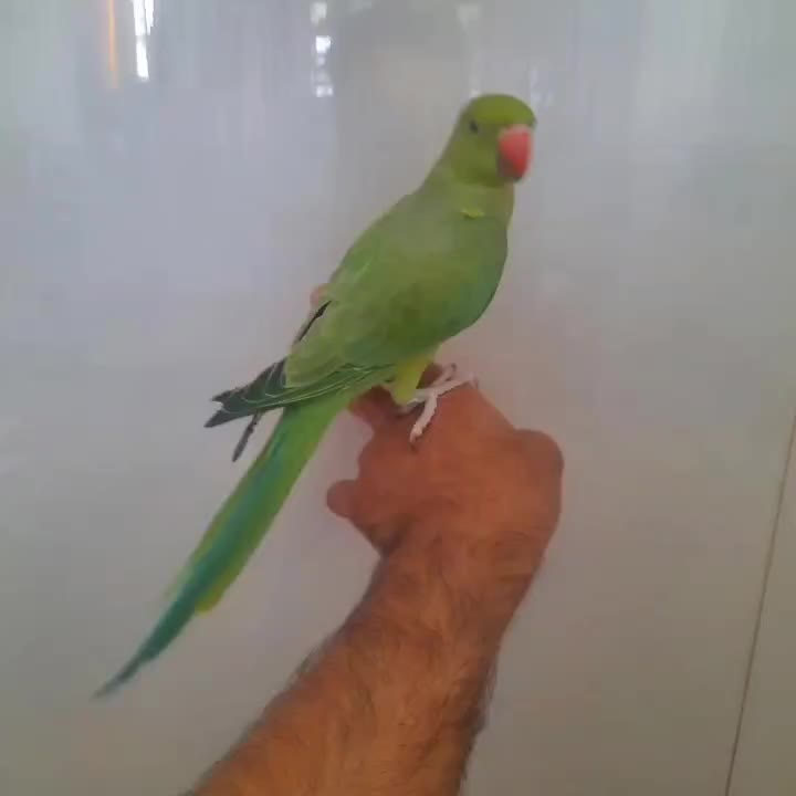 سرلاک فود تو پت|لوازم جانبی حیوانات|تهران, تهرانسر غربی|دیوار