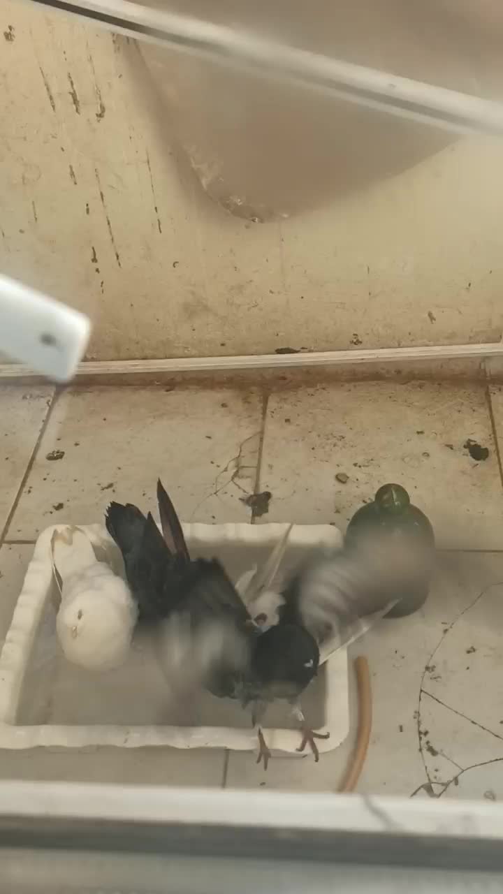 داوطلب|خدمات پیشه و مهارت|پرند, فاز ۵|دیوار