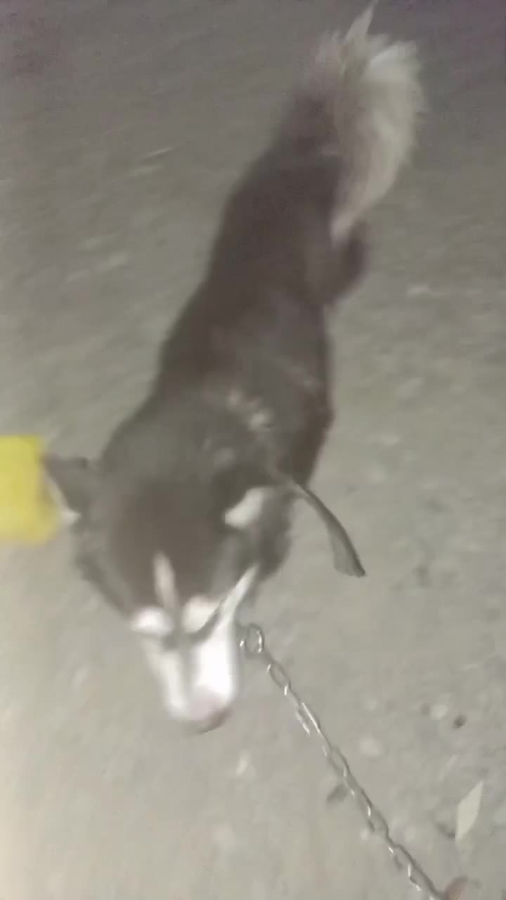 سگ هاسکی حرف گوش کن بسیار باهاش|سگ|گرگان, |دیوار