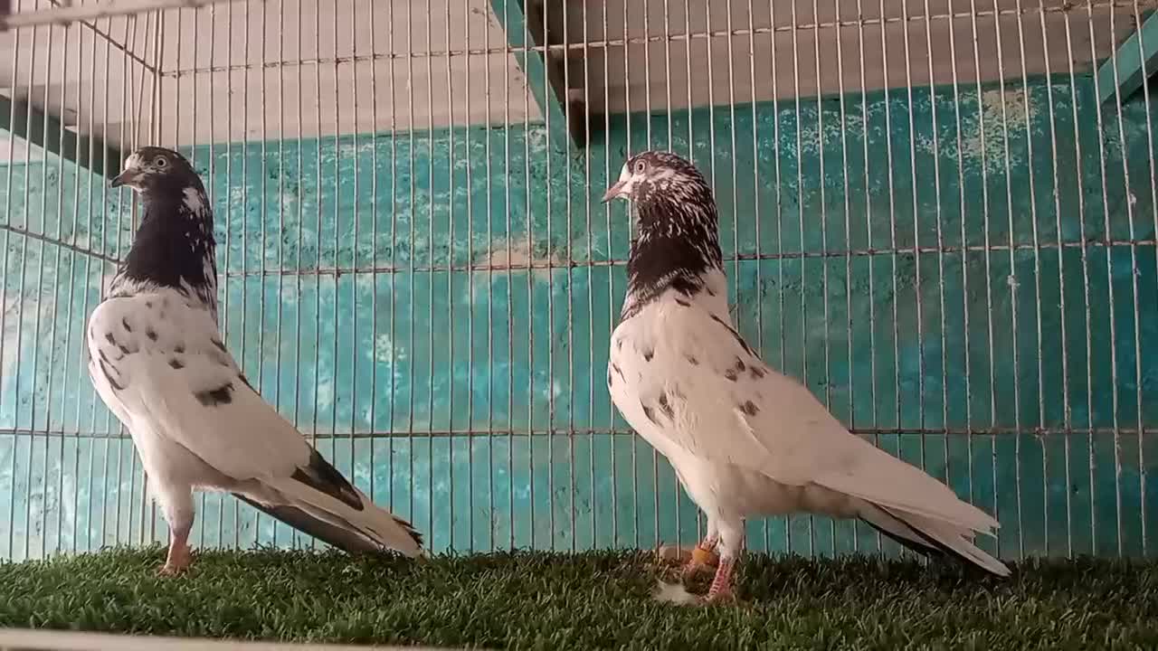 پاکستانی عالی و درجه یک|پرنده|بندرعباس, |دیوار