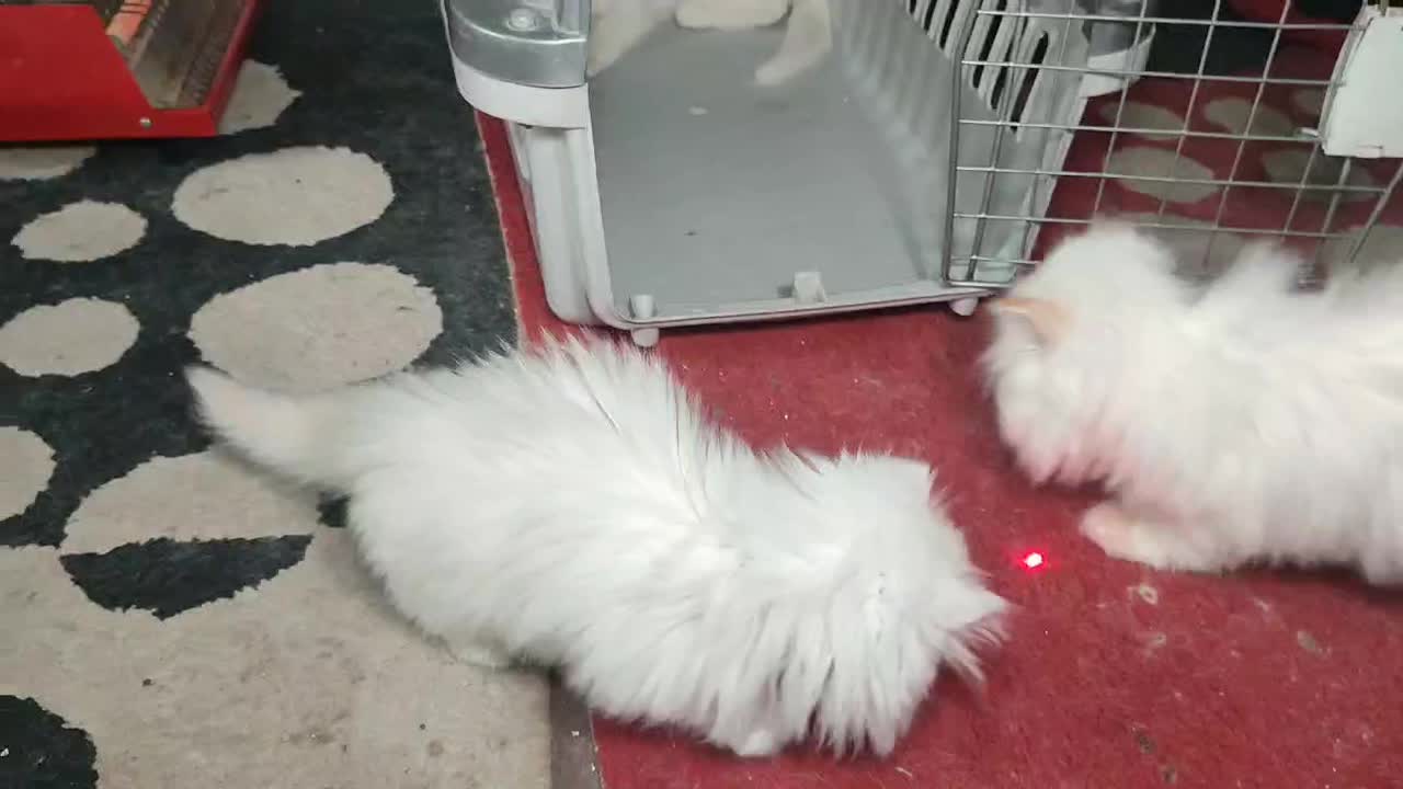 گربه اسکاتیش و پرشین عروسکی|گربه|گنبد کاووس, |دیوار