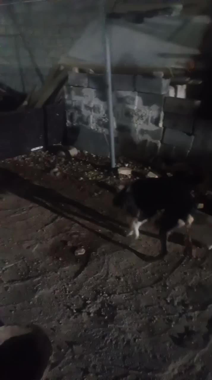 دوبرمن|سگ|شیراز, کفترک|دیوار