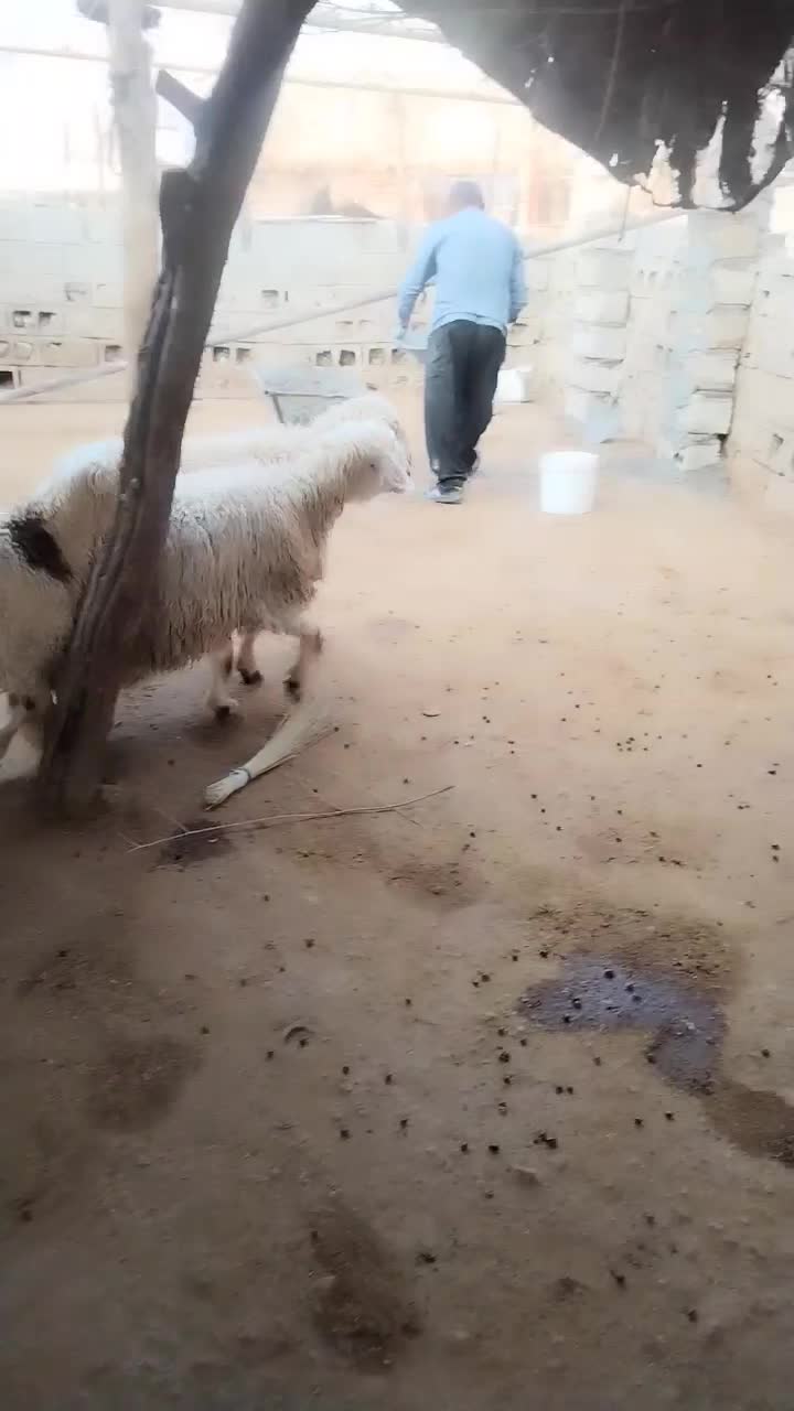 میش|حیوانات مزرعه|باغ ملک, |دیوار