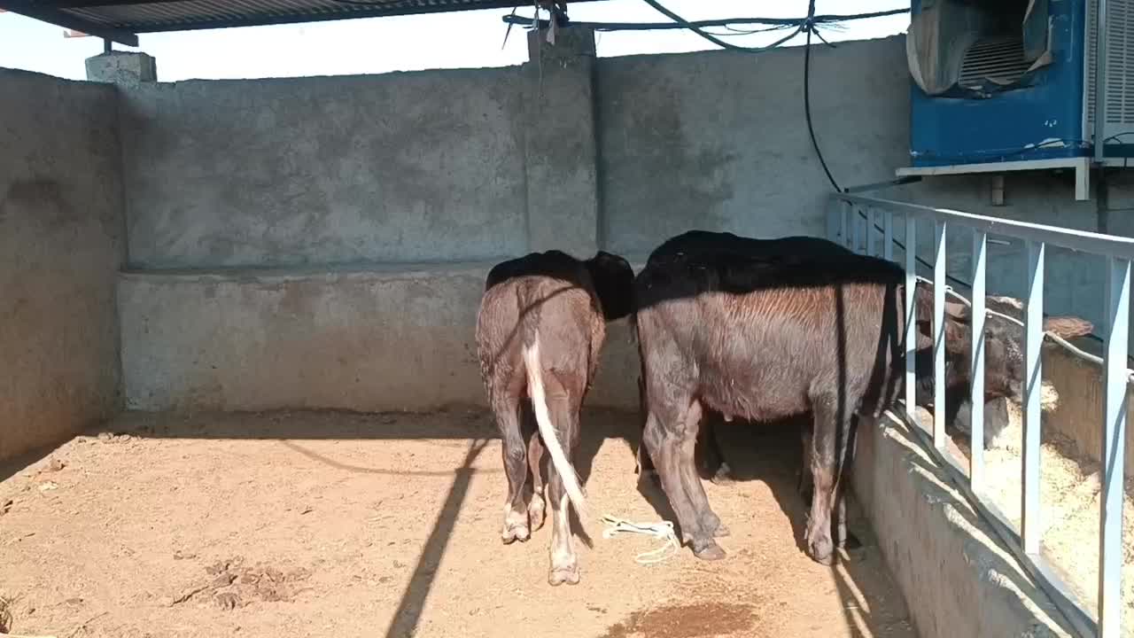 سه راس گوساله گاومیش نر درجه یک|حیوانات مزرعه|جره و بالاده, |دیوار