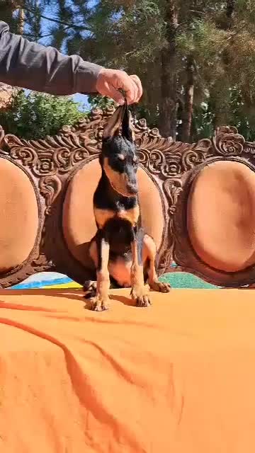 ژرمن رکسی اصیل ، روتوایلر و دوبرمن|سگ|تهران, درکه|دیوار