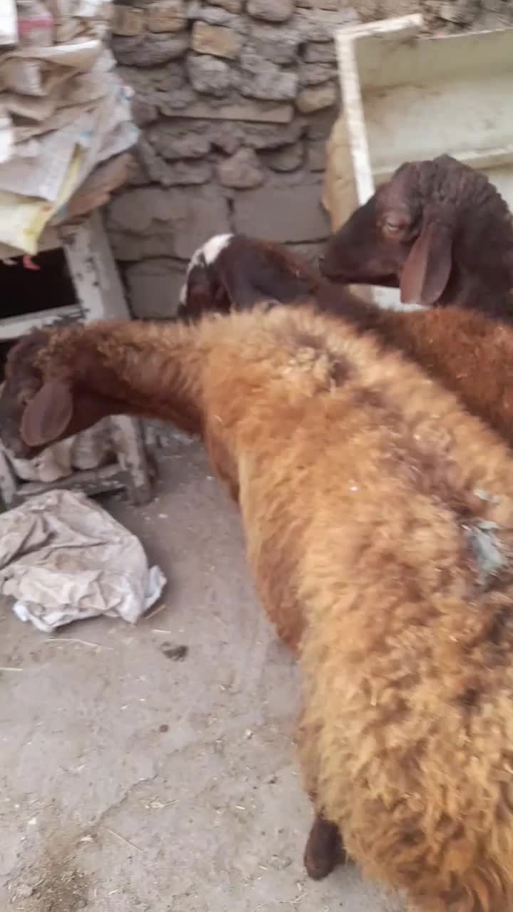 گوسفند زنده کیلوی ۲۶۰۰۰تومن|حیوانات مزرعه|میانه, |دیوار