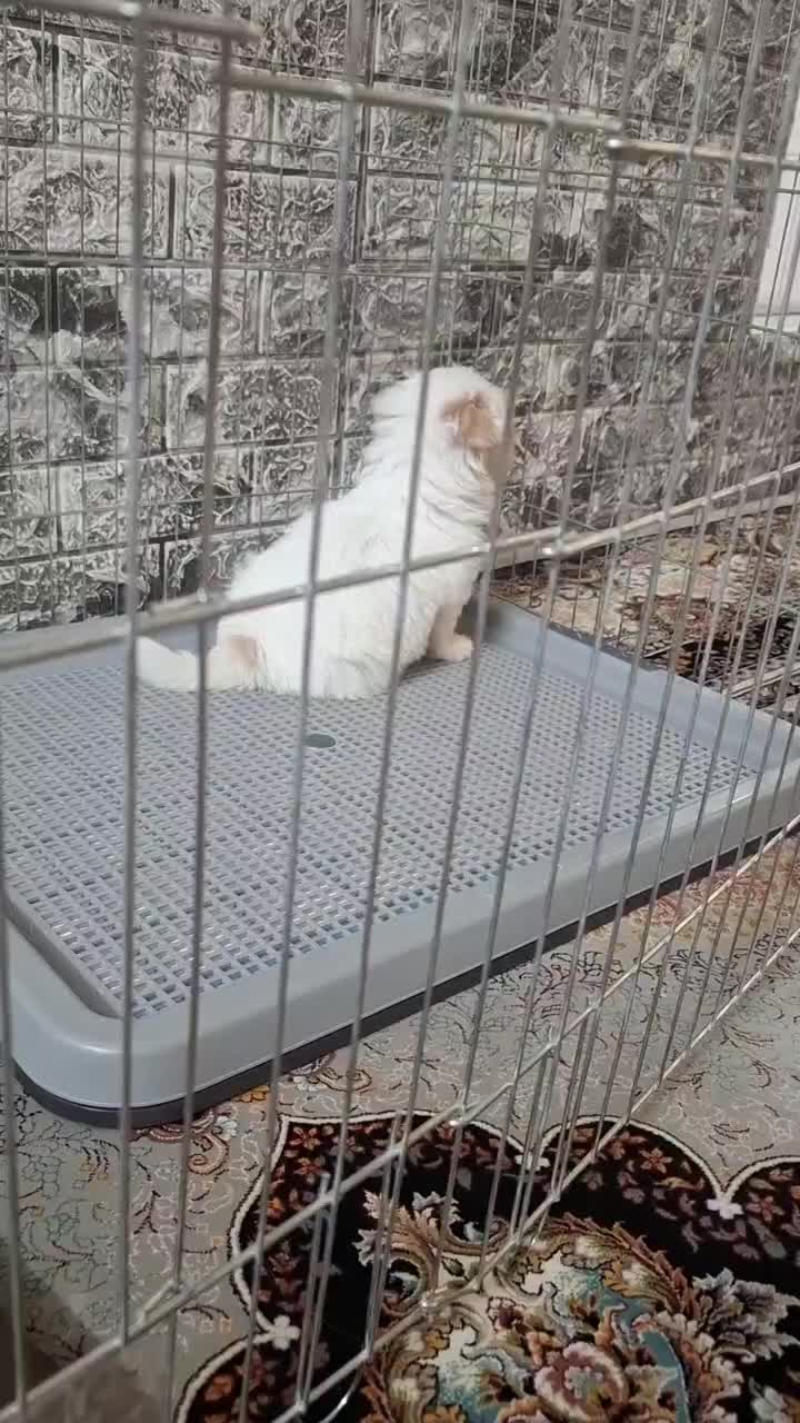 واگذاری سگ نژاد پودل کراس ۲ ماهه ( رایگان نیست)|سگ|تهران, جوادیه|دیوار