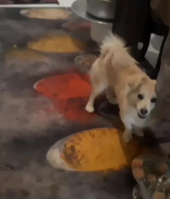 سگ گمشده|حیوانات|گلپایگان, |دیوار