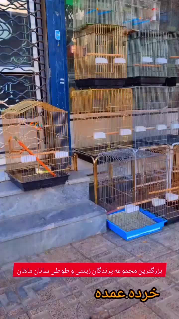 سهره مینا راهب|پرنده|خوی, |دیوار