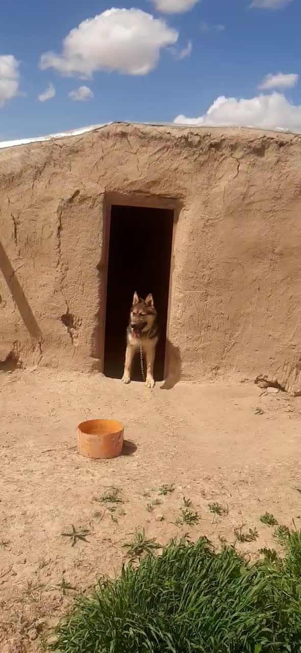 سگ ژرمن|سگ|تاکستان, |دیوار