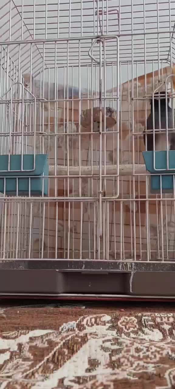 سخنگو|پرنده|یزد, |دیوار