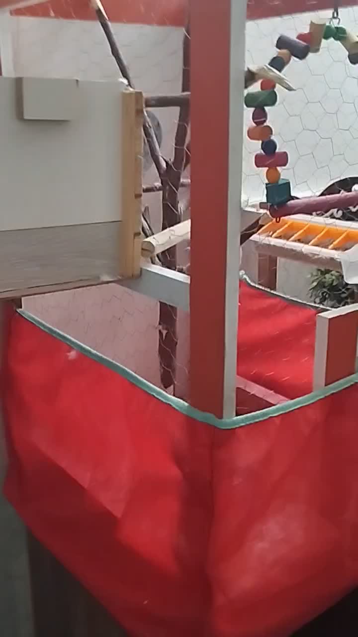 عروس هلندی نرو ماده با قفس|پرنده|پاکدشت, پاکدشت (مامازند)|دیوار