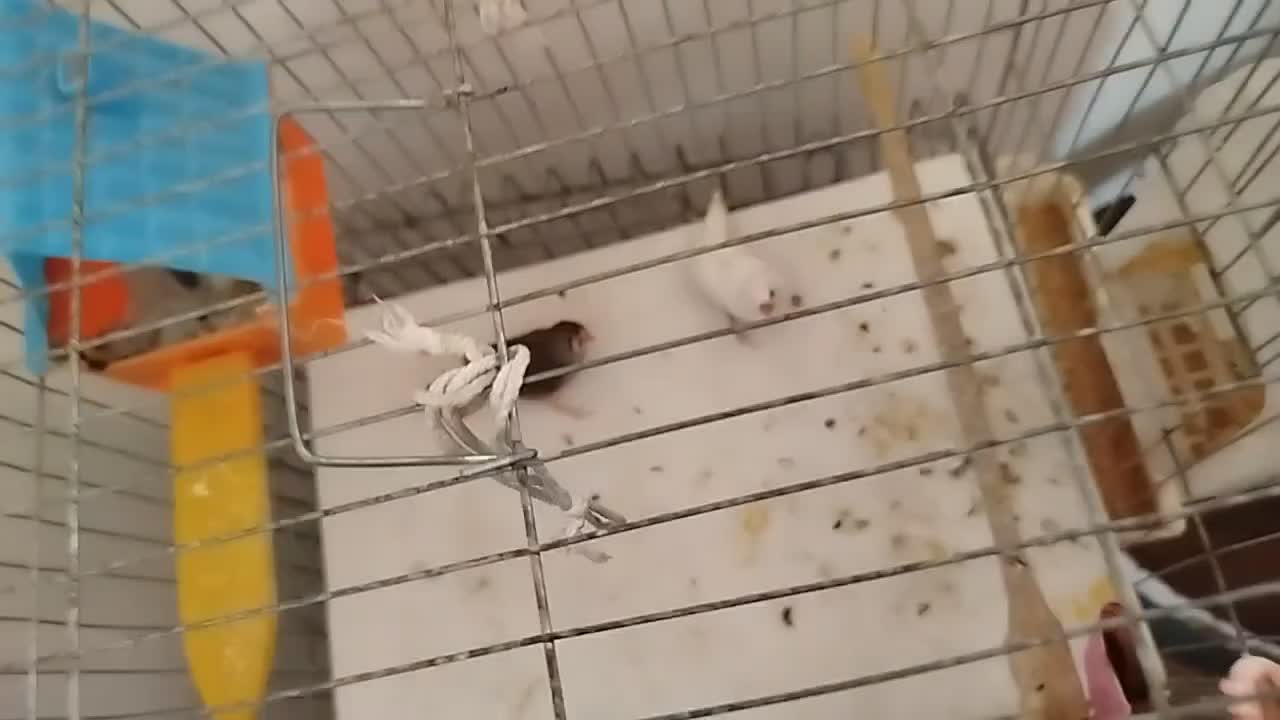 مرغ عشق فنج|پرنده|تهران, اتابک|دیوار