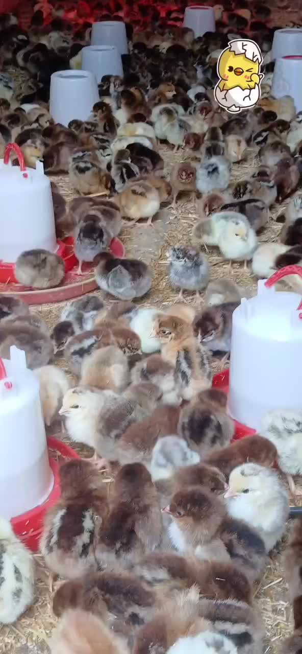 فروش جوجه گلپایگانی ۴روزه و۱۵روزه|حیوانات مزرعه|رشت, حومه رشت|دیوار