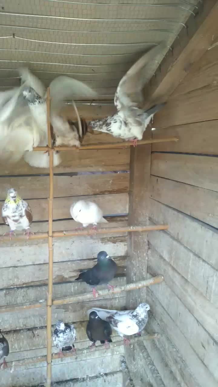 کبوتر|پرنده|رشت, حومه رشت|دیوار