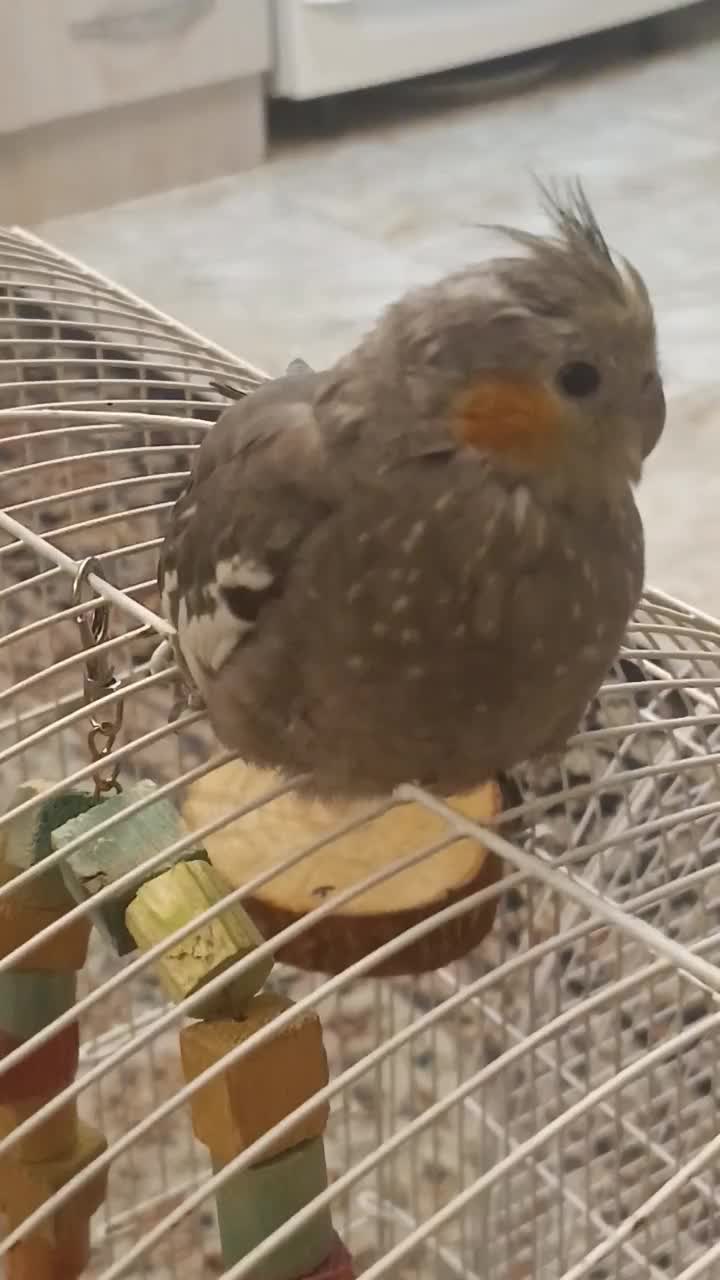 عروس هلندی نر|پرنده|تهران, جوادیه تهرانپارس|دیوار