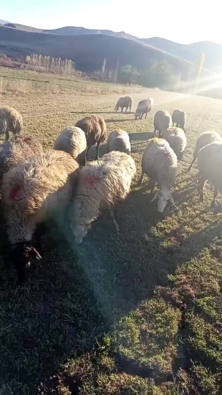 گوسفند آبستن|حیوانات مزرعه|مریوان, |دیوار