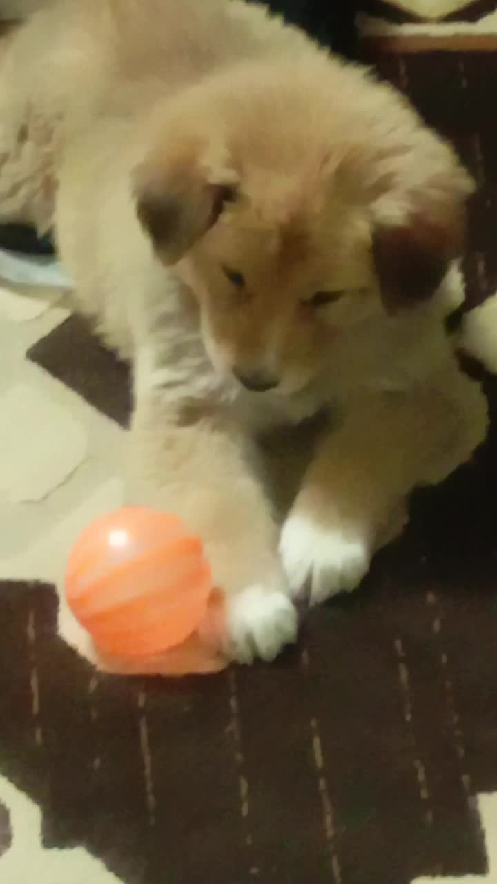 سگ پامر|سگ|شیراز, دشت چنار|دیوار