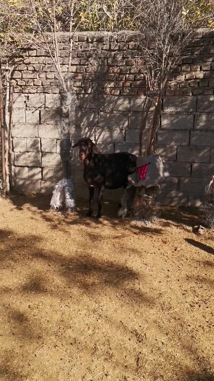 میش  داشتی لخت هیکل|حیوانات مزرعه|خان ببین, |دیوار