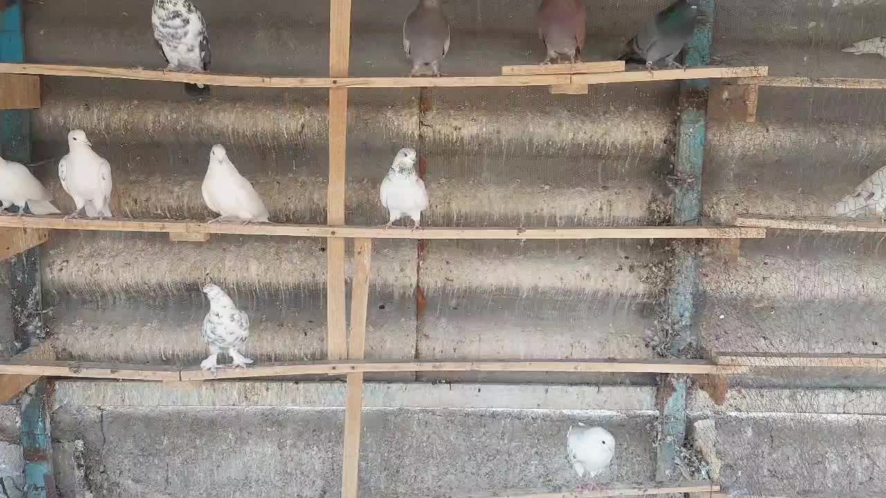 کبوتر پرشی|پرنده|ری, بیبی شهر بانو|دیوار