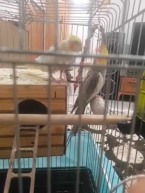 عروس هلندی|پرنده|چهارباغ, |دیوار