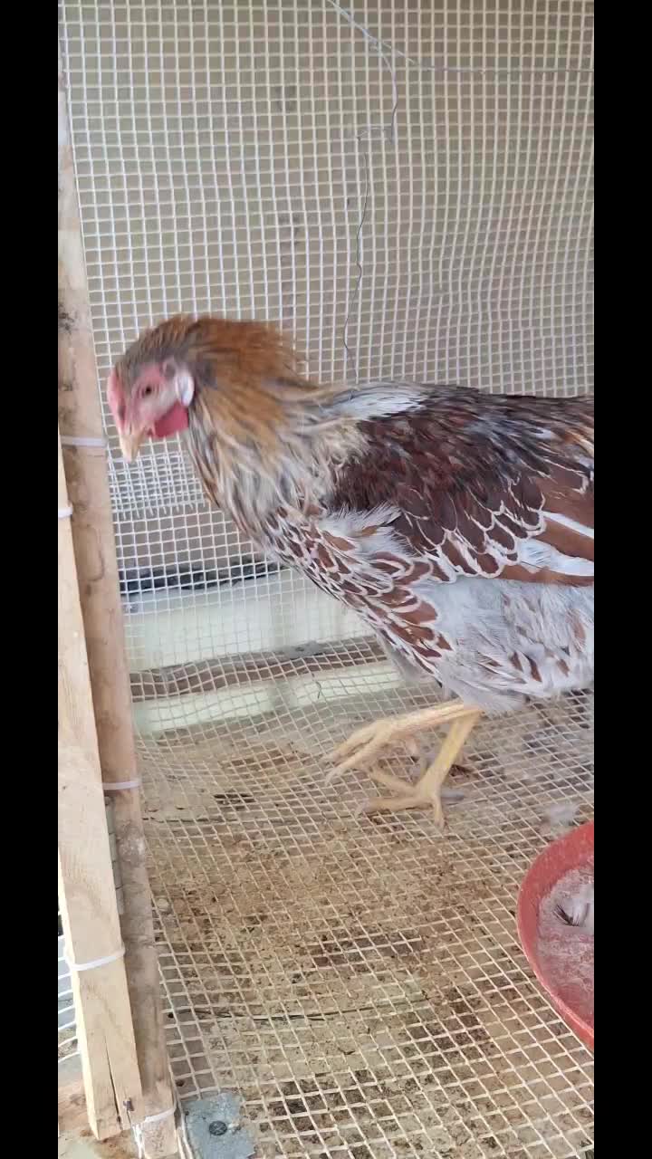 ویاندوت بلورد|حیوانات مزرعه|اصفهان, کارلادان|دیوار