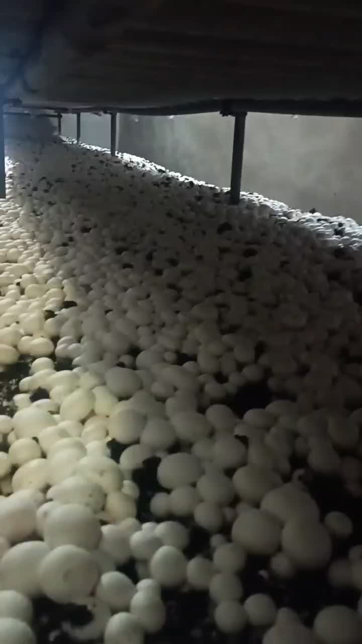 قارچ دکمه ای|خوردنی و آشامیدنی|معصومیه, |دیوار