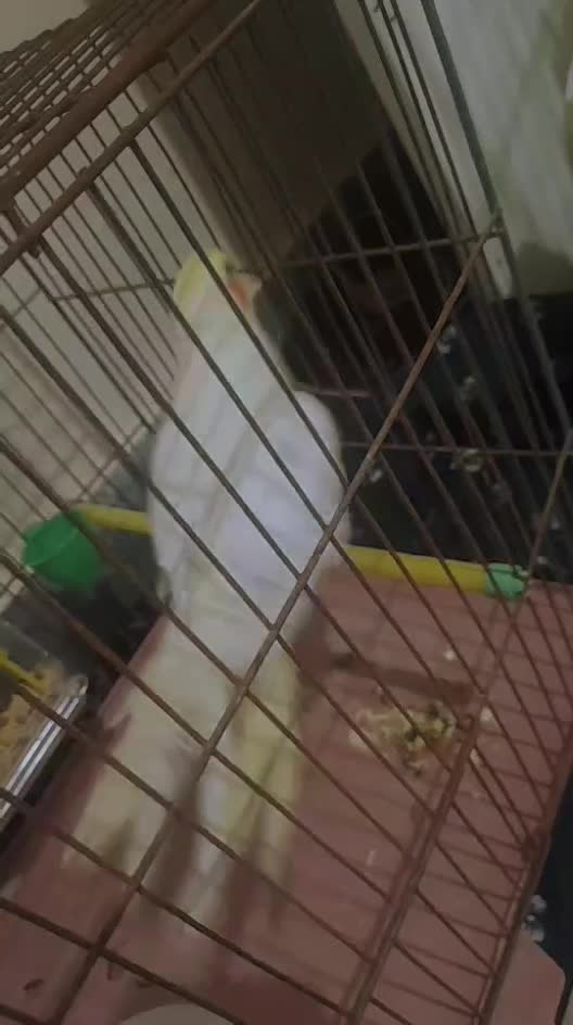 عروس هلندی لوتینو|پرنده|پاکدشت, پاکدشت (مامازند)|دیوار