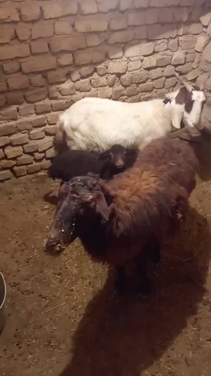 گوسفند|حیوانات مزرعه|طاغنکوه, |دیوار