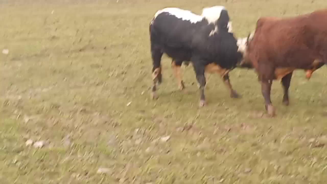 گاونر|حیوانات مزرعه|رشت, لاکان|دیوار