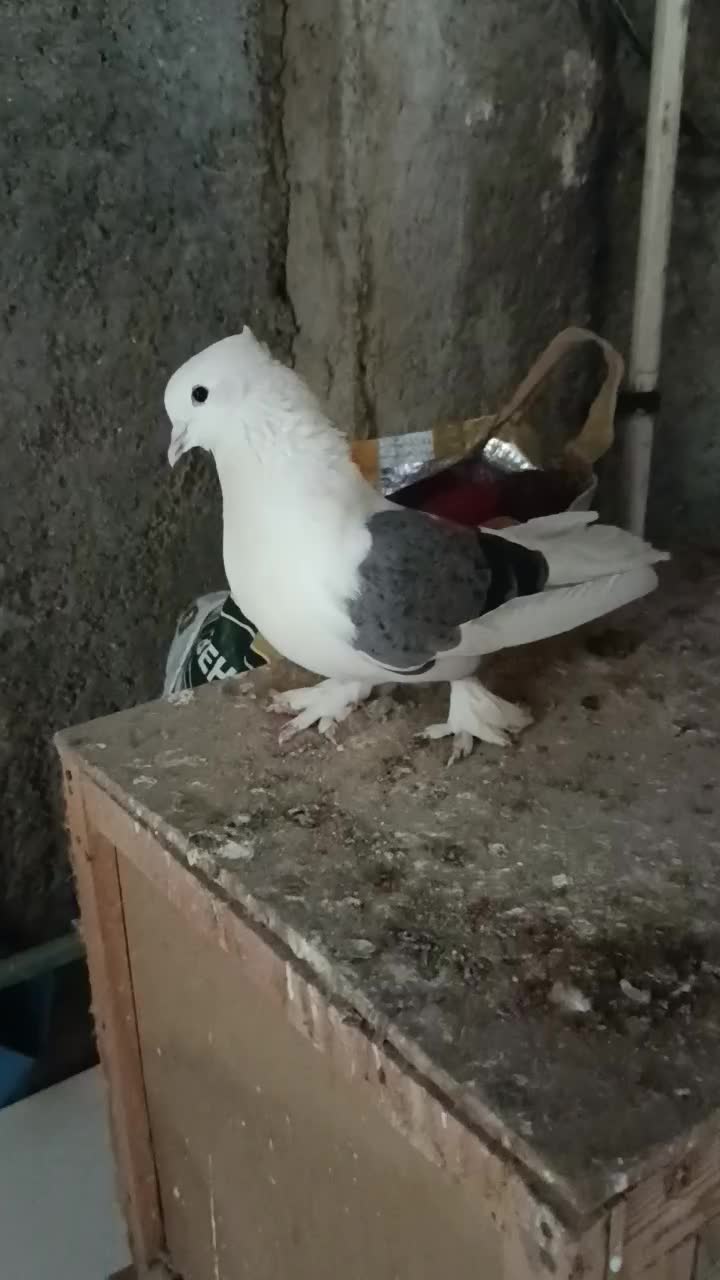 دوکت سبز بوشهری|پرنده|خورموج, |دیوار