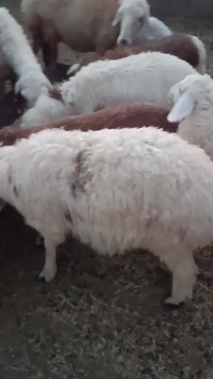 بره|حیوانات مزرعه|سده (خراسان جنوبی), |دیوار