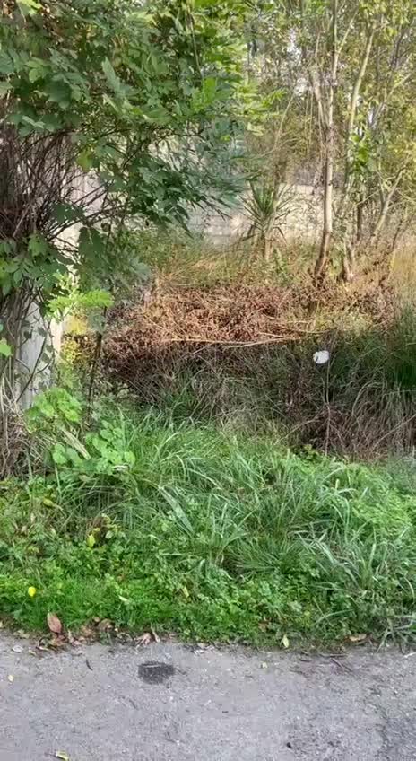 زمین مسکونی|فروش زمین و ملک کلنگی|رشت, احمد گوراب|دیوار