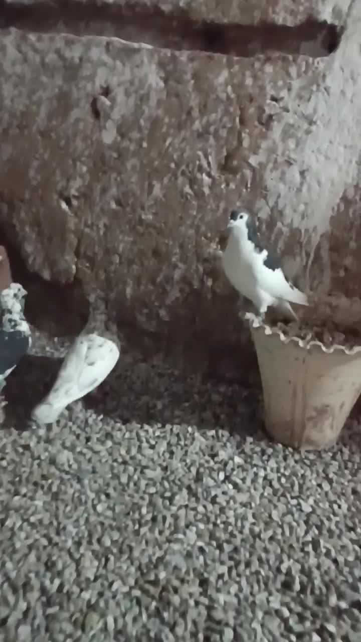 25 تا کبوتر بزن پرشی|پرنده|خلیل آباد, |دیوار