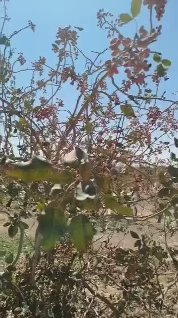 فروش باغ پسته ثمری|فروش دفتر صنعتی، کشاورزی، تجاری|زید آباد, |دیوار