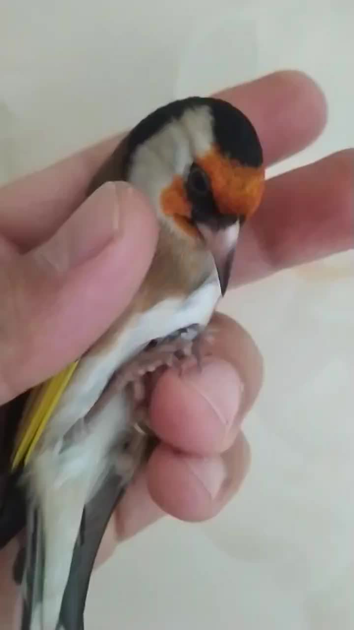 سهره لر، جفتی قناری، حلقه پا|پرنده|تهران, عبدل‌آباد|دیوار