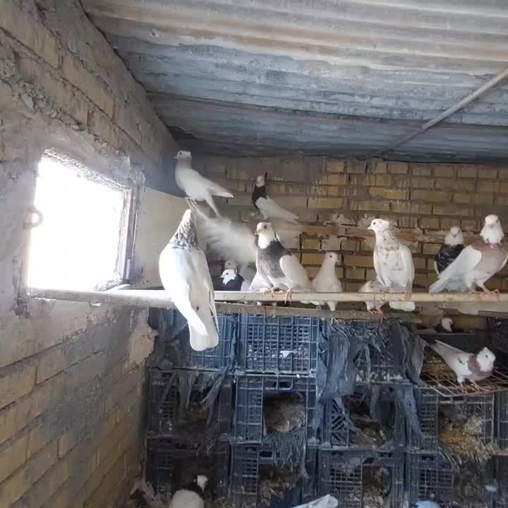 طوقی|پرنده|بهبهان, |دیوار