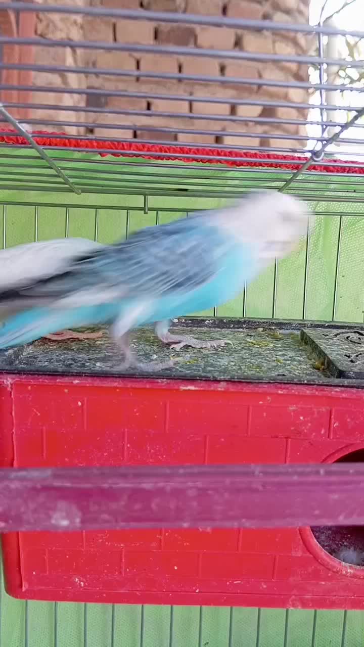 مرغ عشق نزدیک تخم|پرنده|ایرانشهر, |دیوار