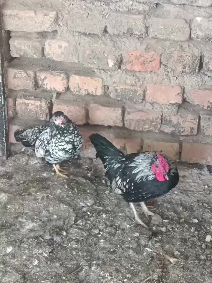 مرغ خروس|حیوانات مزرعه|گالیکش, |دیوار