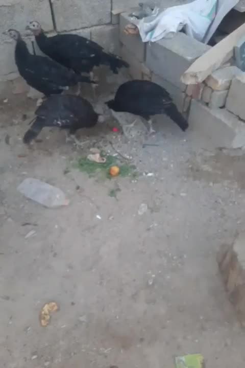 بقلمون خیلی خوب|حیوانات مزرعه|سراوان, |دیوار