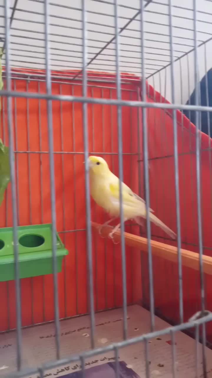 قناری قورولتی واتر|پرنده|اردبیل, |دیوار